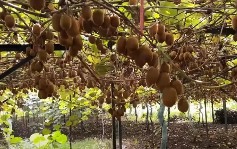 lush trees of kiwifruit