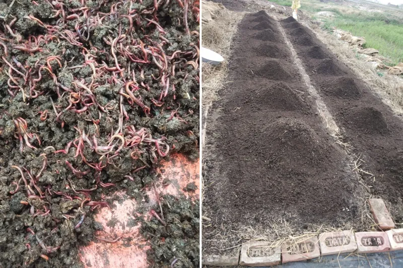 earthworms