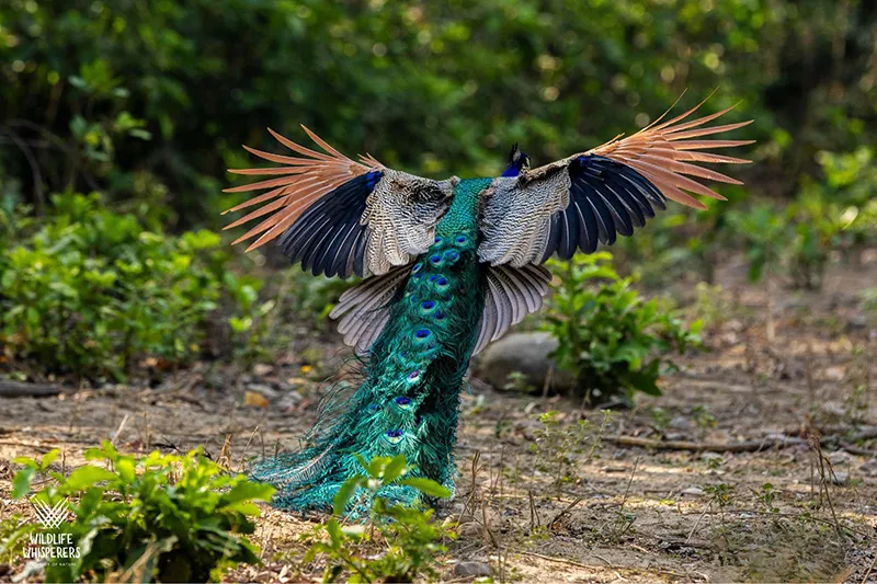 Peacock in the wilderness