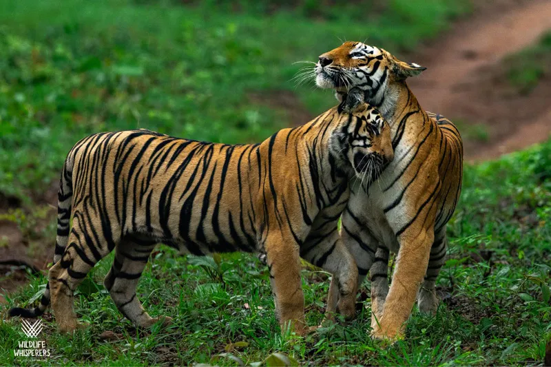 tigers 