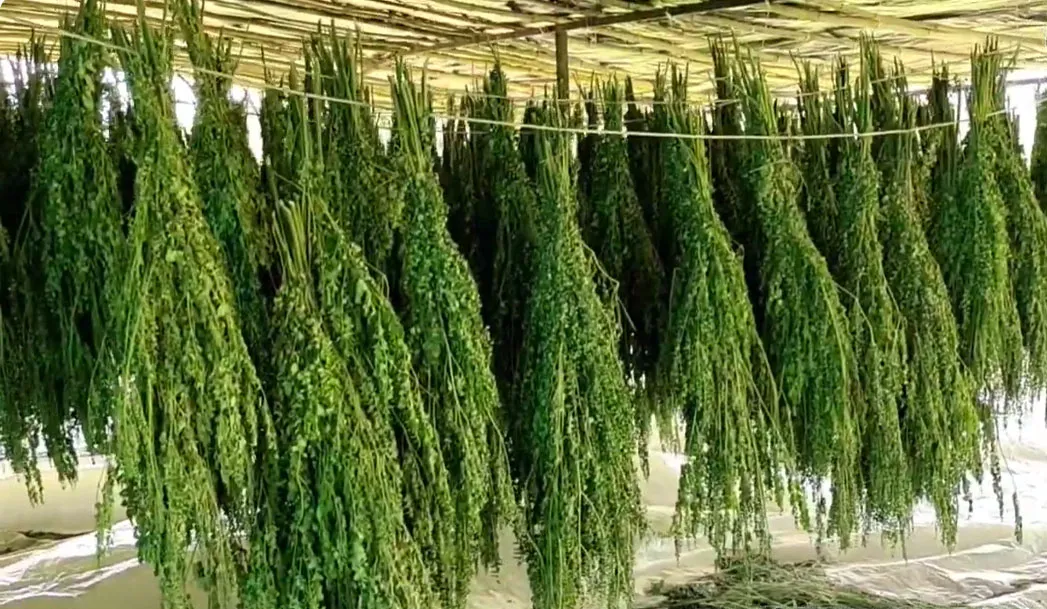drying in shade