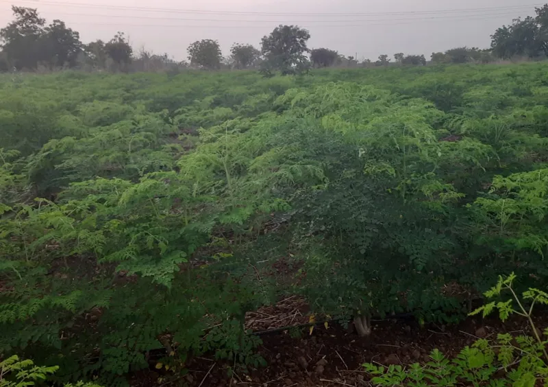 lush green moringa farm