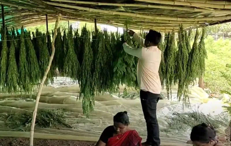 Drying moringa leaves on the farm. Pic: Mahadev More