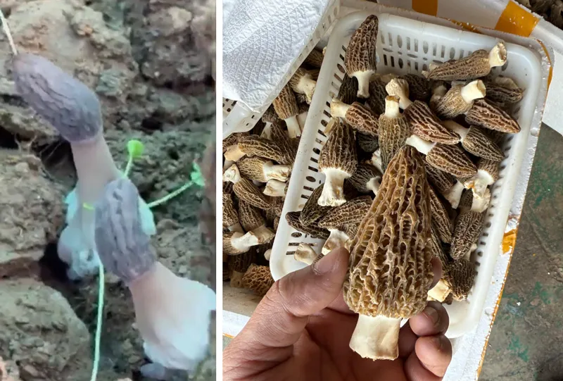 gucchi mushroom after harvest