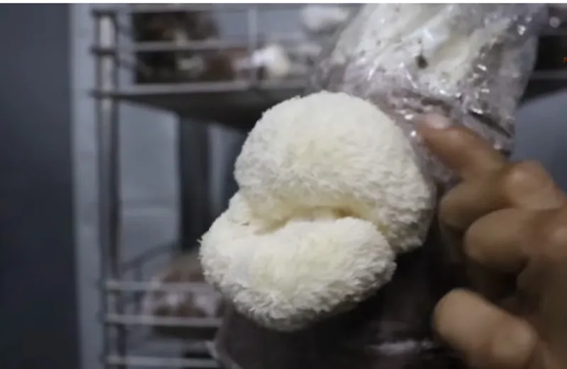 lion's mane mushroom