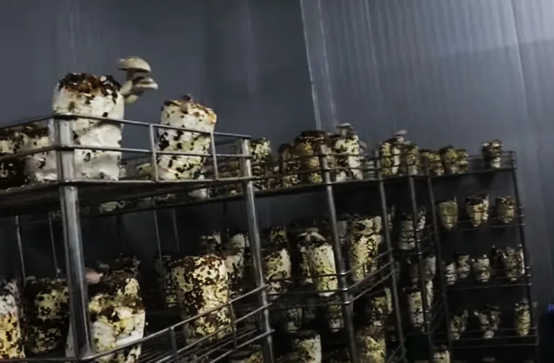 shiitake mushrooms