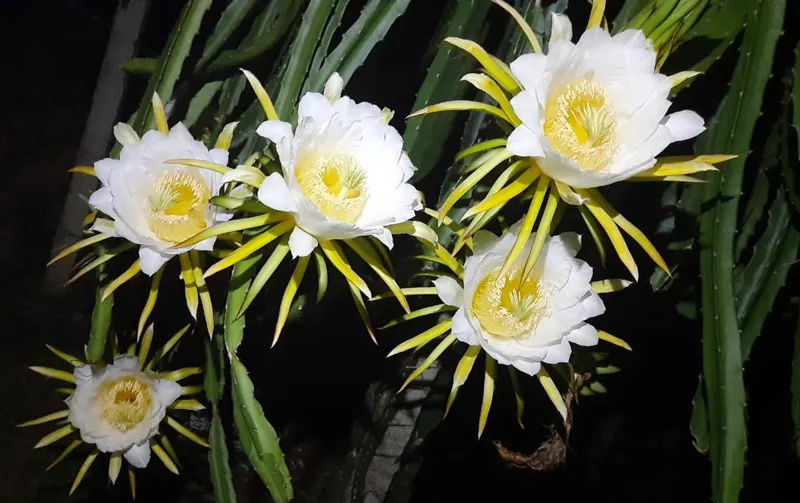 fruiting