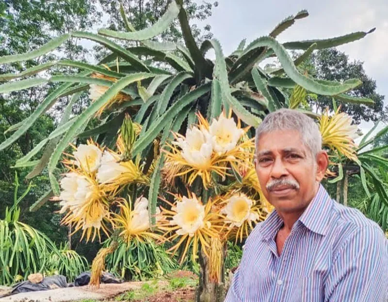 training in dragon fruit farming