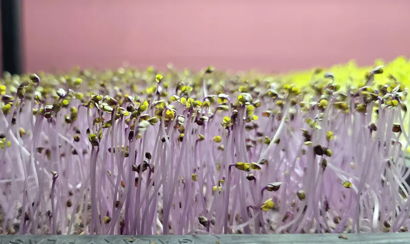 microgreens