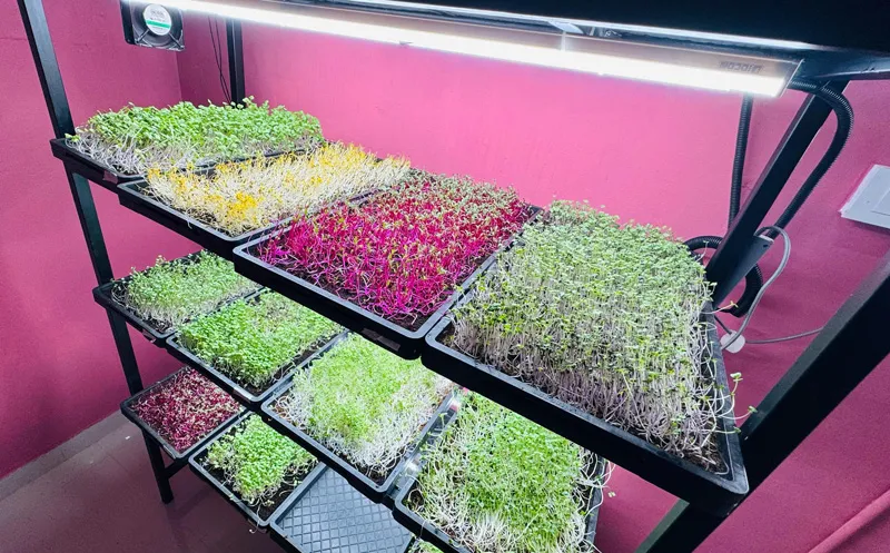 small set up of microgreens