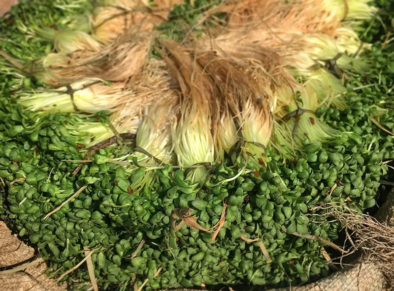 samudri methi
