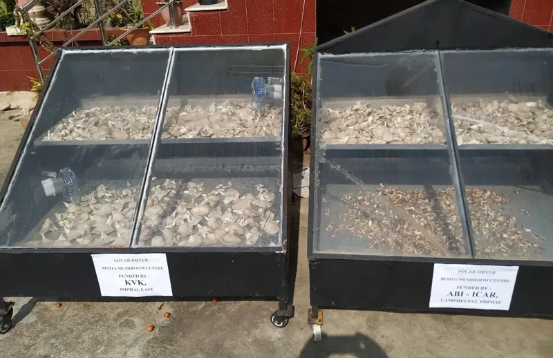 drying mushroom