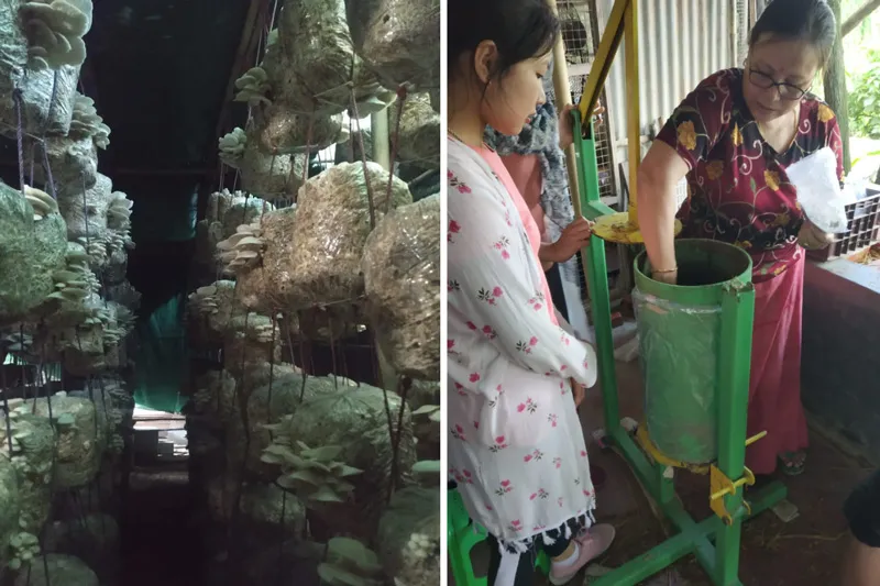 unit oyster mushroom