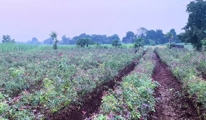 filler plants