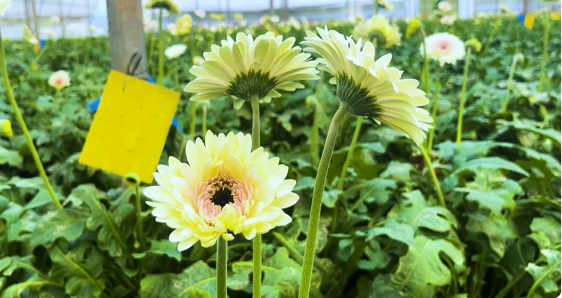 gerbera