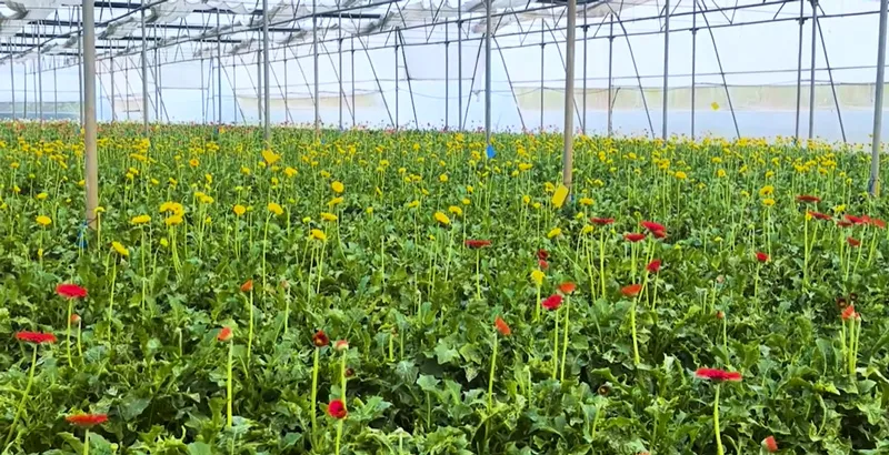 gerbera flowers