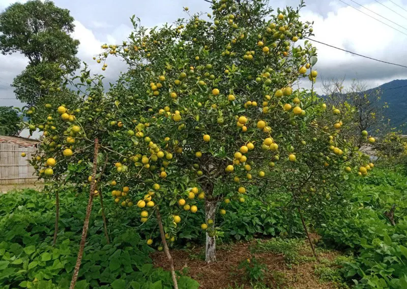 a tree laden with kachai lemon
