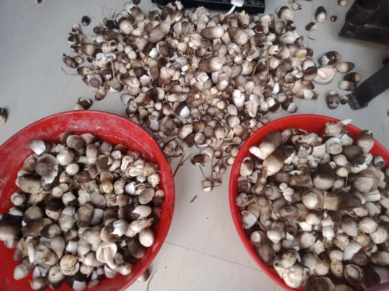 paddy straw mushroom