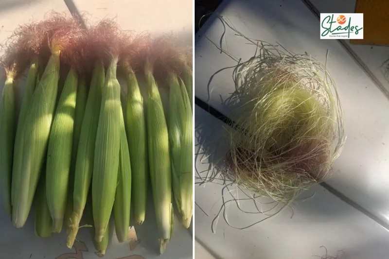 corn silk