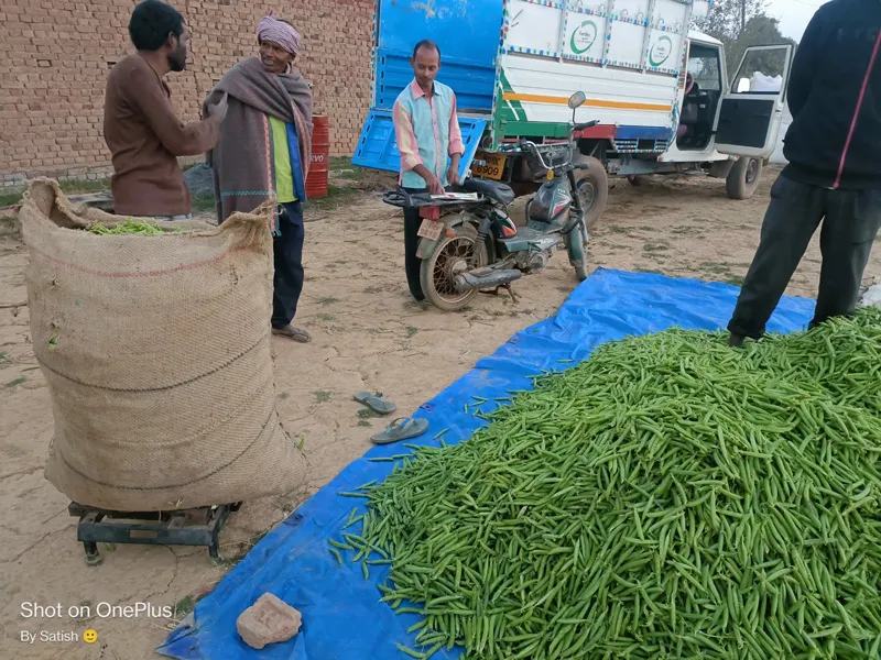feedko peas
