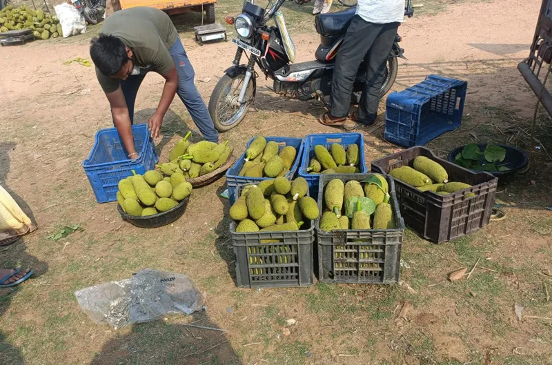 jackfruit