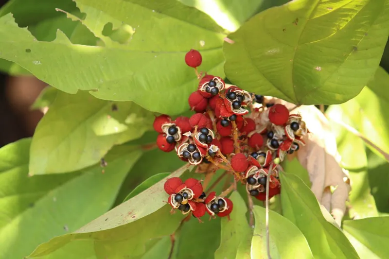 native tree