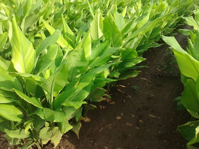 organic turmeric