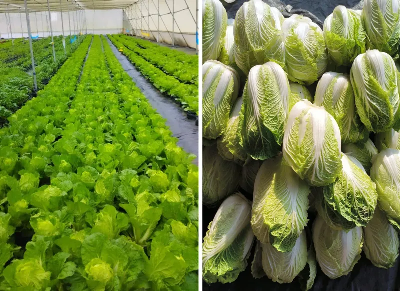 chinese cabbage
