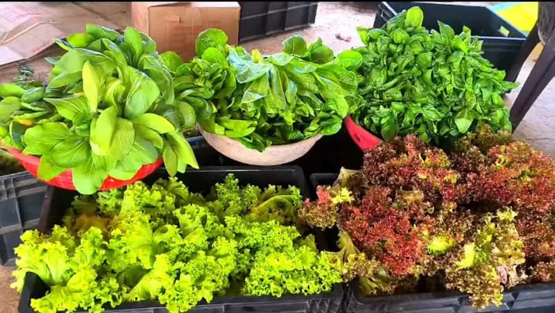 The high initial investment is offset by good market rates and low competition in exotic veggies farming 