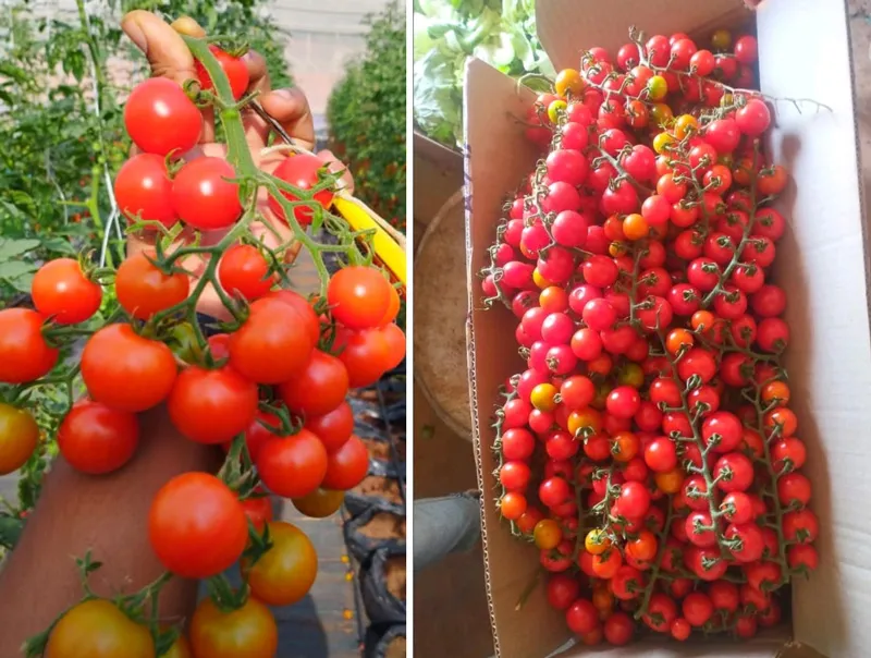 Cherry tomato