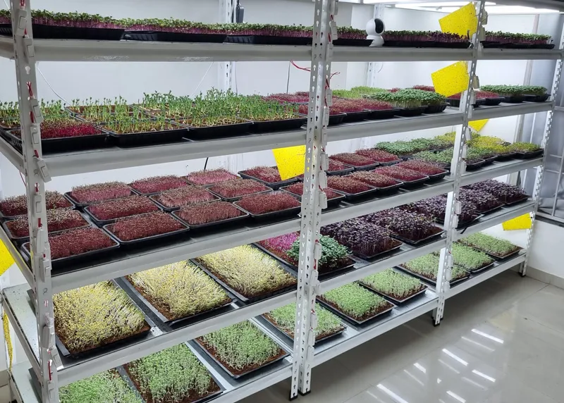 trays indoor