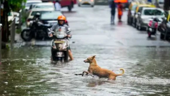 rain in maharashtra