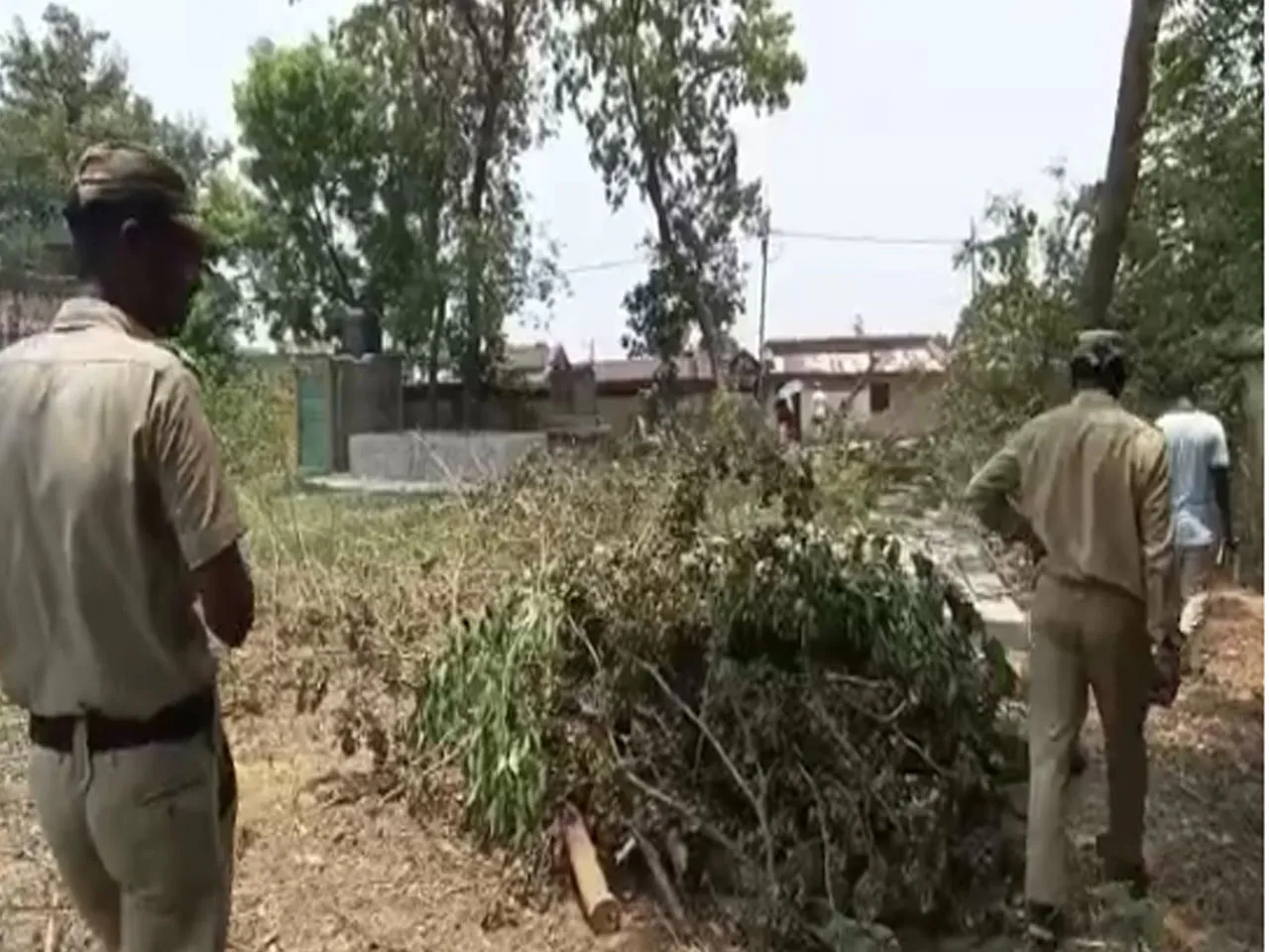 tree
