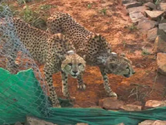 cheetah