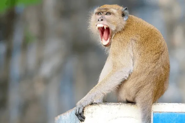 12+ Thousand Angry Monkey Face Royalty-Free Images, Stock Photos & Pictures  | Shutterstock