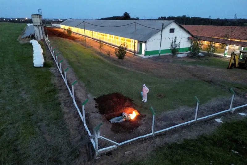 Brazil authorities rule out suspected bird flu case at commercial farm By  Reuters