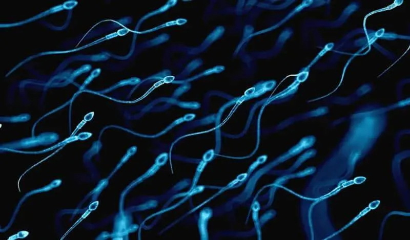 স্পার্ম কাউন্ট হ্রাস যৌনজীবনে প্রভাব ফেলছে? জেনে নিন সমাধানের প্রাকৃতিক উপায়