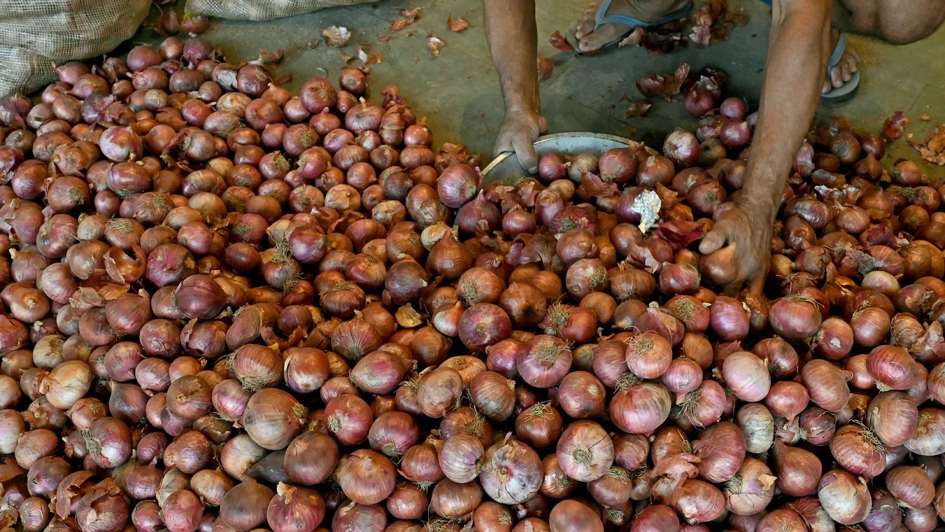 Thousands Of Acres Of Onion Crop Destroyed In Maharashtra Due To Pre-monsoon  Rains, Huge Loss To Farmers - Amar Ujala Hindi News Live - Maharashtra:प्री  मानसून बारिश से महाराष्ट्र में हजारों एकड़