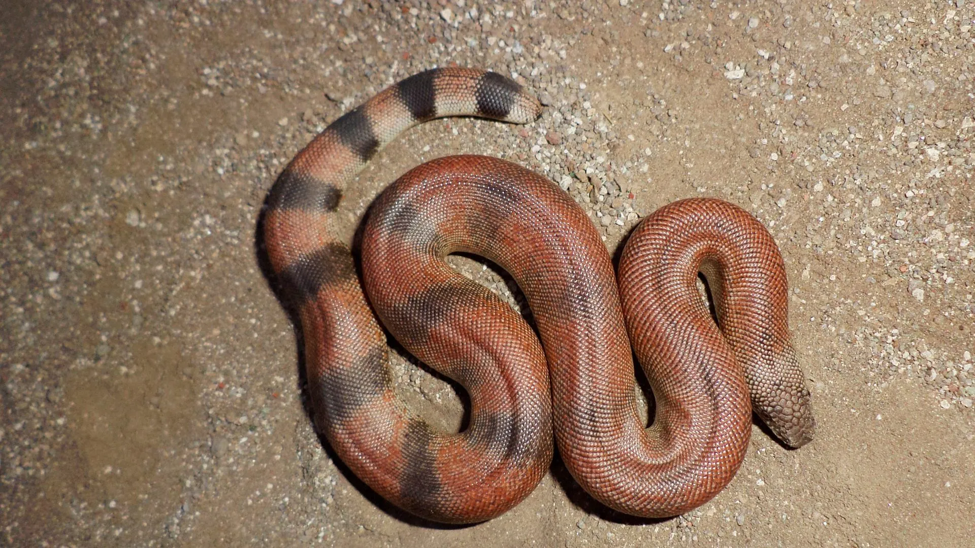 two mouth snake why sold in crores known as red sand boa interesting facts