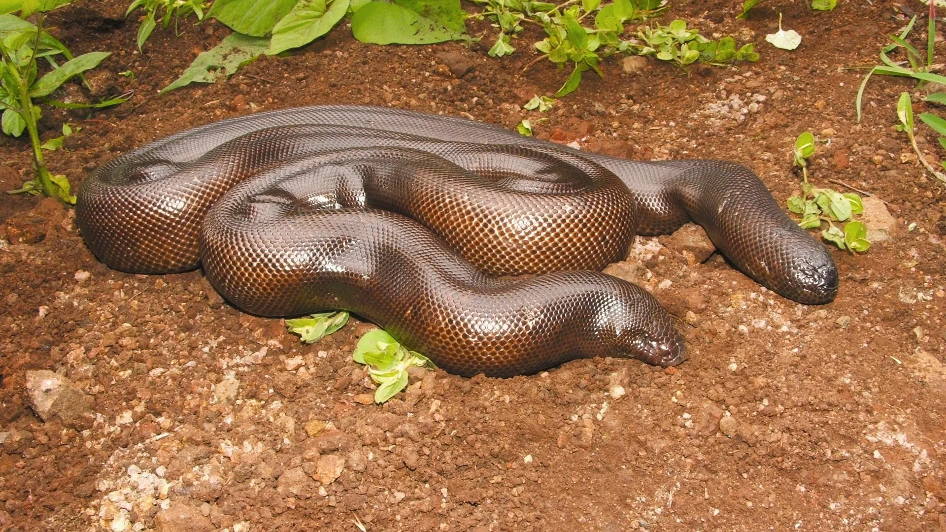 two mouth snake why sold in crores known as red sand boa interesting facts