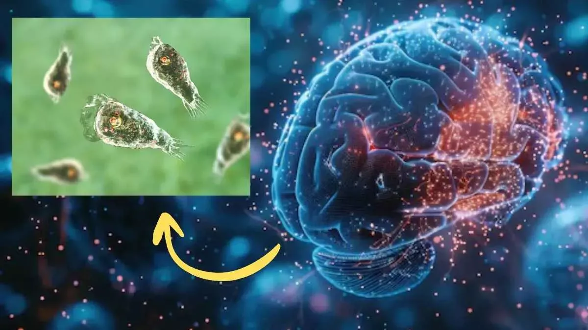 केरल में 'ब्रेन ईटिंग अमीबा' का प्रकोप, 1 महीने में तीसरी मौत; क्यों और  कैसे फैल रही है बीमारी? - Brain Eating Amoeba Surge in Kerala Kills many  Symptoms Prevention and Government ...