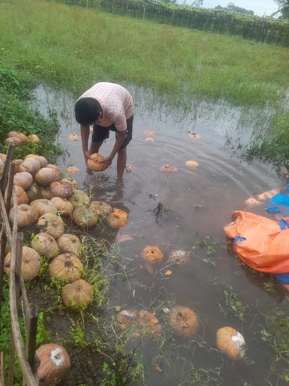 গেলি-পচি গৈছে ৰঙালাও