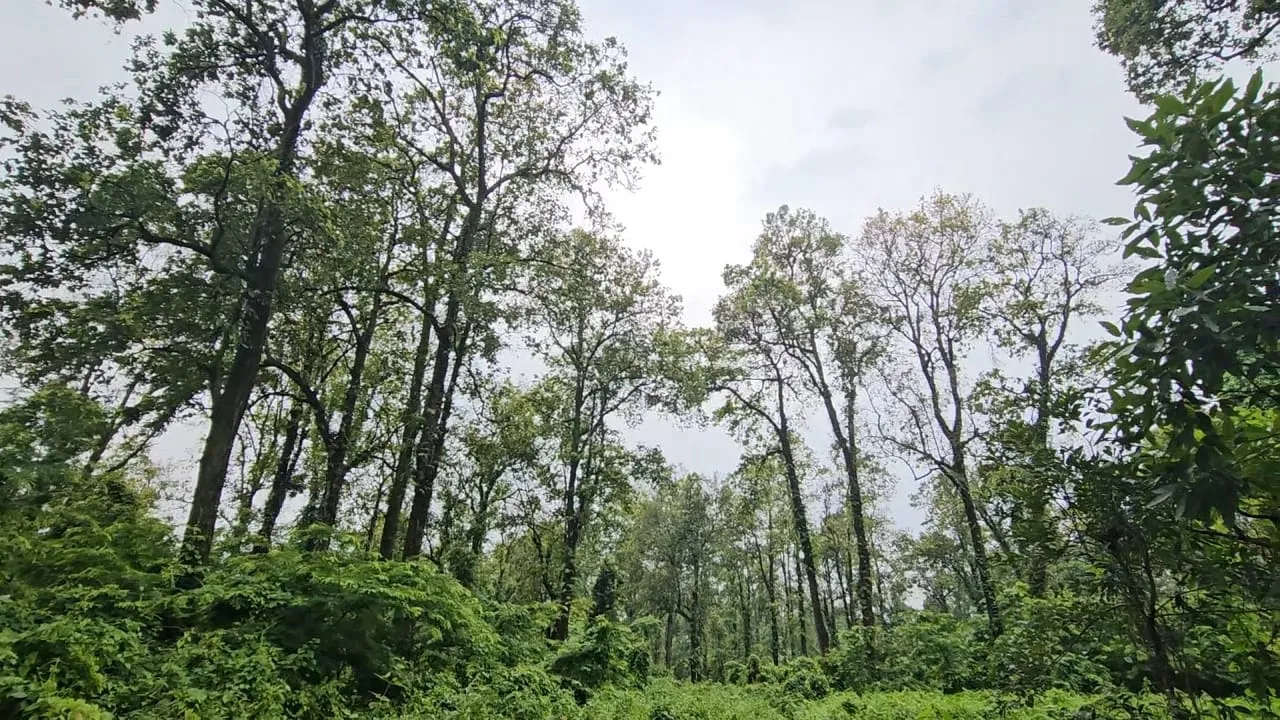 বনাঞ্চল
