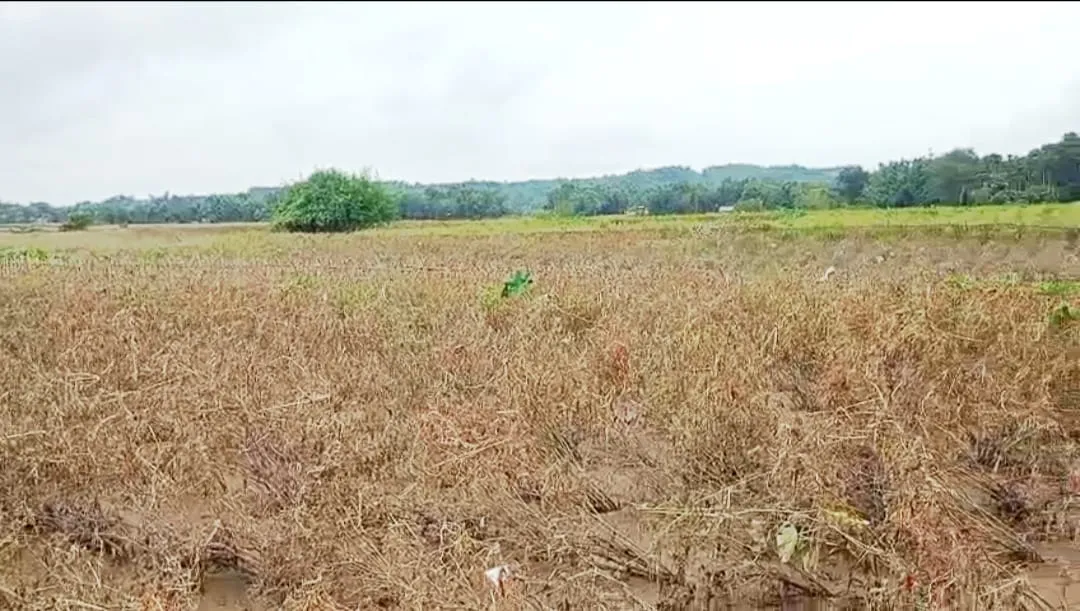 শ শ বিঘা ৰবিশস্য নষ্ট 