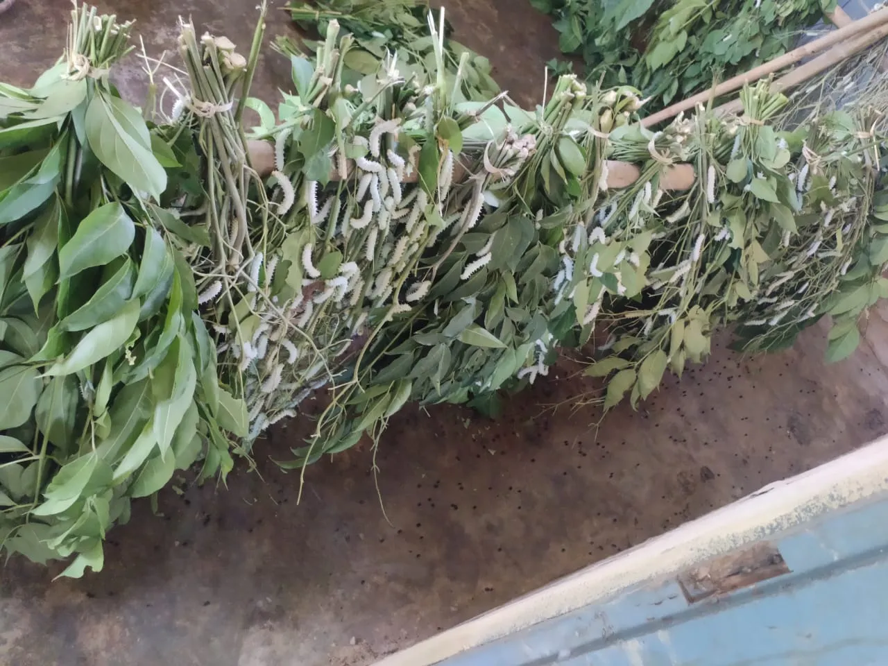 ডিমা হাছাও স্বায়ত্ব শাসিত পৰিষদৰ ষড়যন্ত্ৰত হাফলঙত আৰম্ভ এৰী শিল্পৰ মৃত্যুমুখী যাত্ৰা