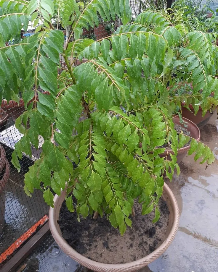 This may contain: a potted plant with lots of green leaves in the ground next to other plants