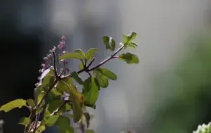 Tulsi Plant Upay