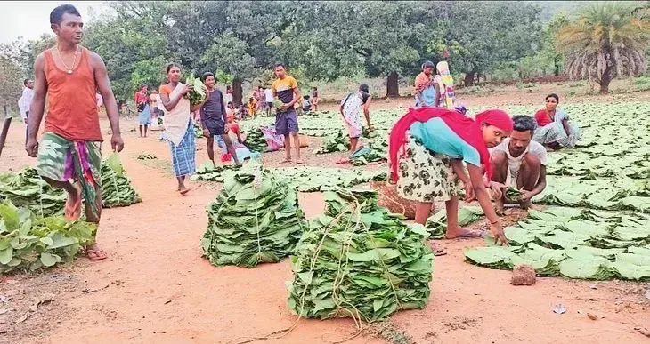Chhattisgarh (CG) Charan Paduka Yojana Relaunch Tendupatta
