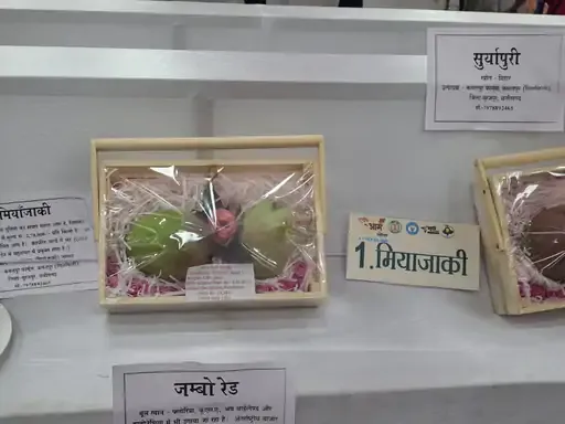 Mango worth 3 Lakh Miyazaki