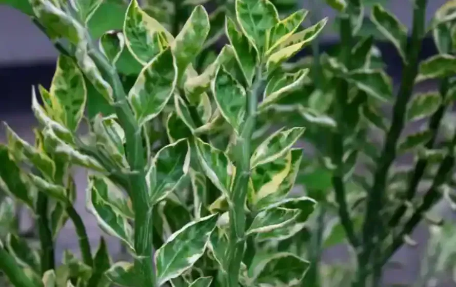 Barish Mein Saanp Bhagane Ke Upay